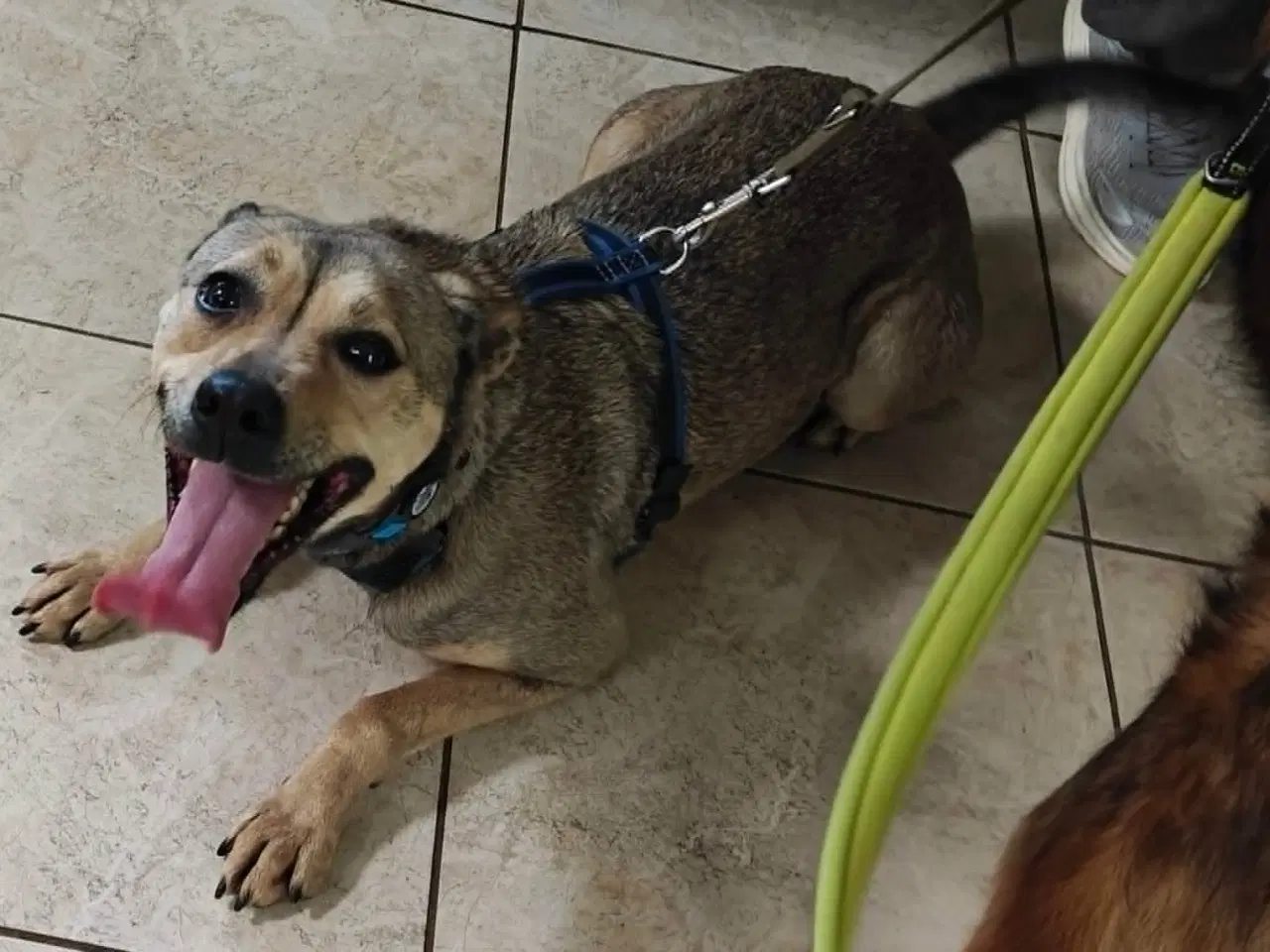 Billede 1 - Richie vil gerne have et trygt hjem