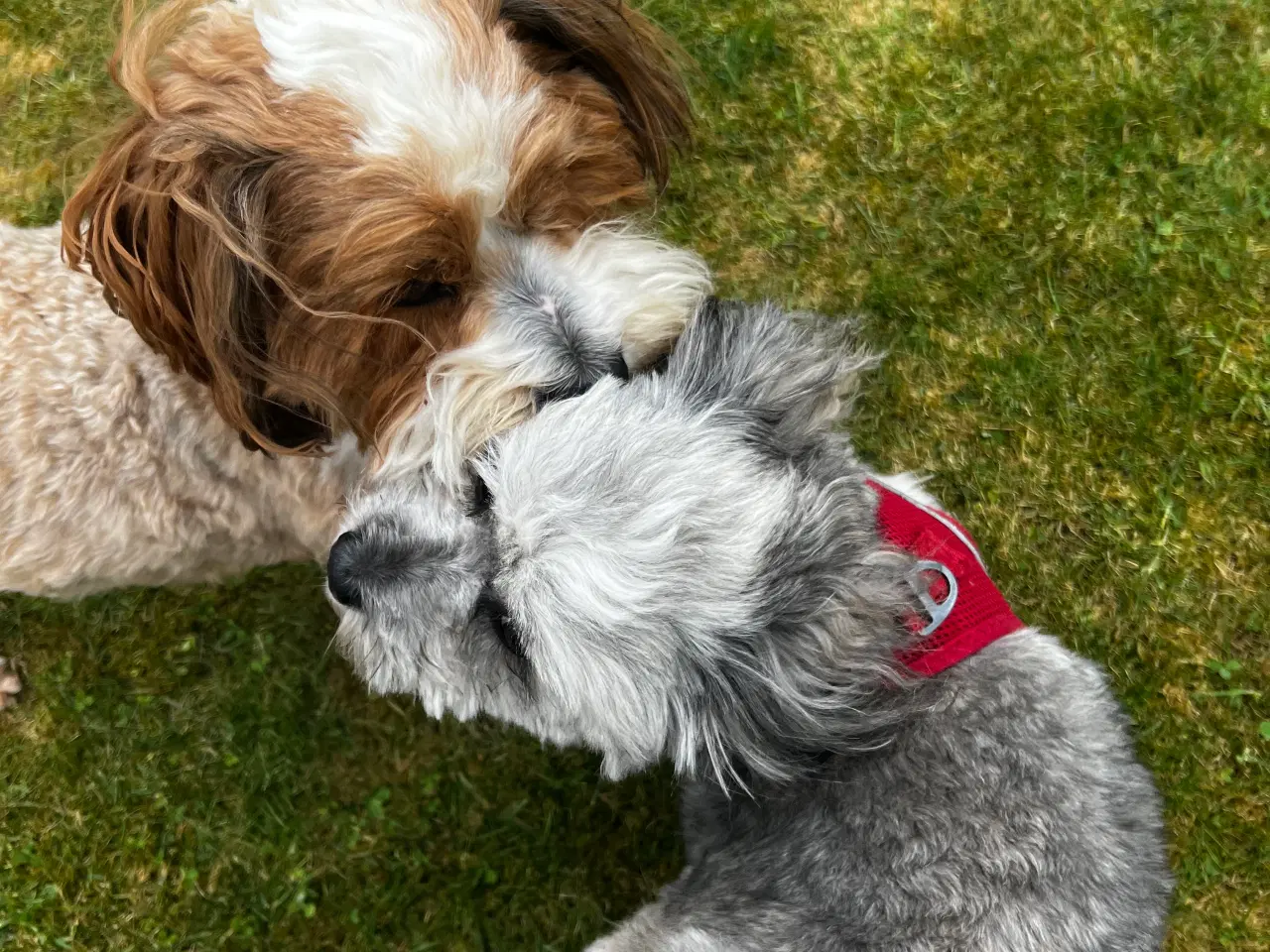 Billede 14 - Bichon Havanais