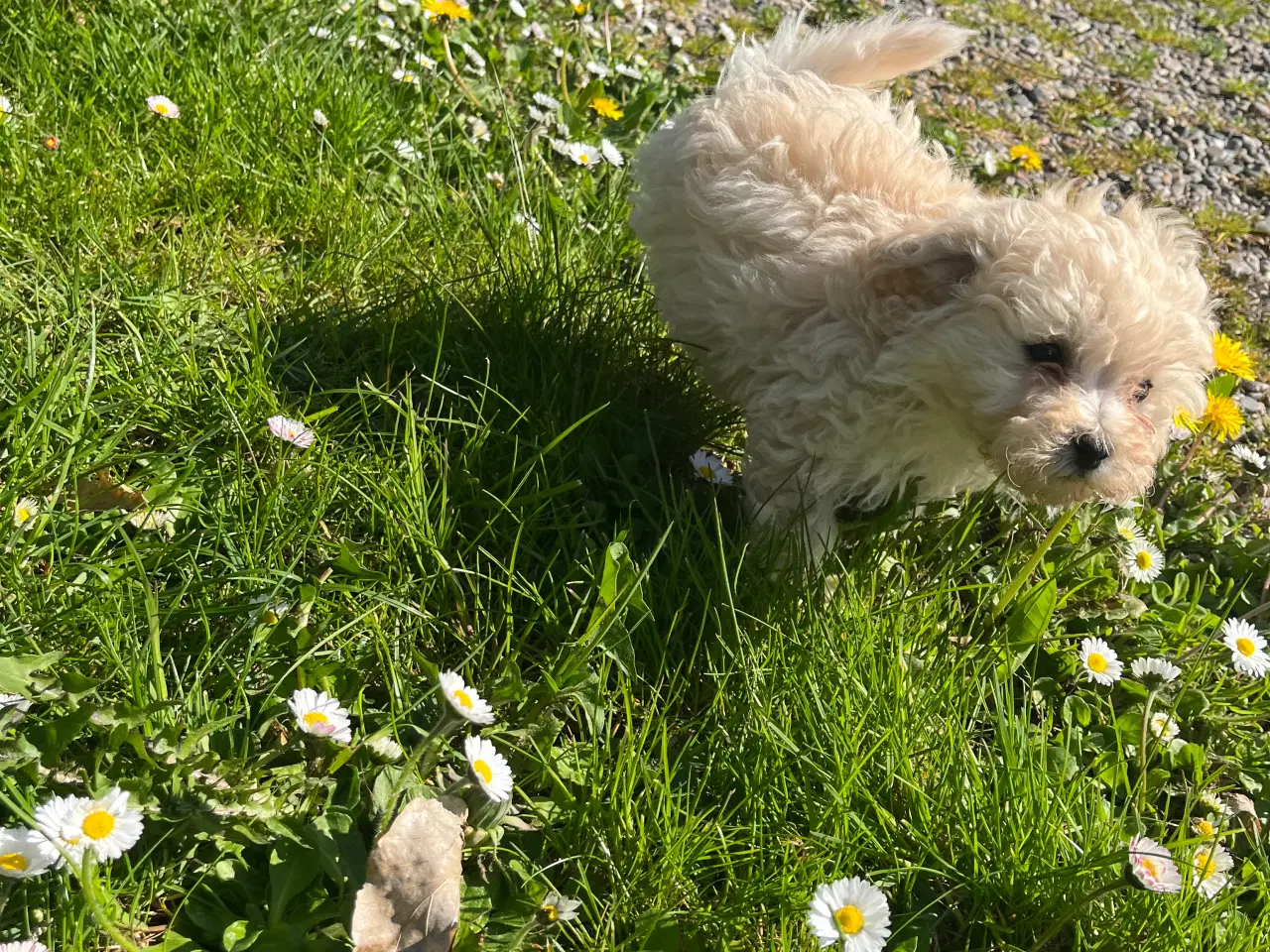 Billede 2 - Maltipoo hvalpe