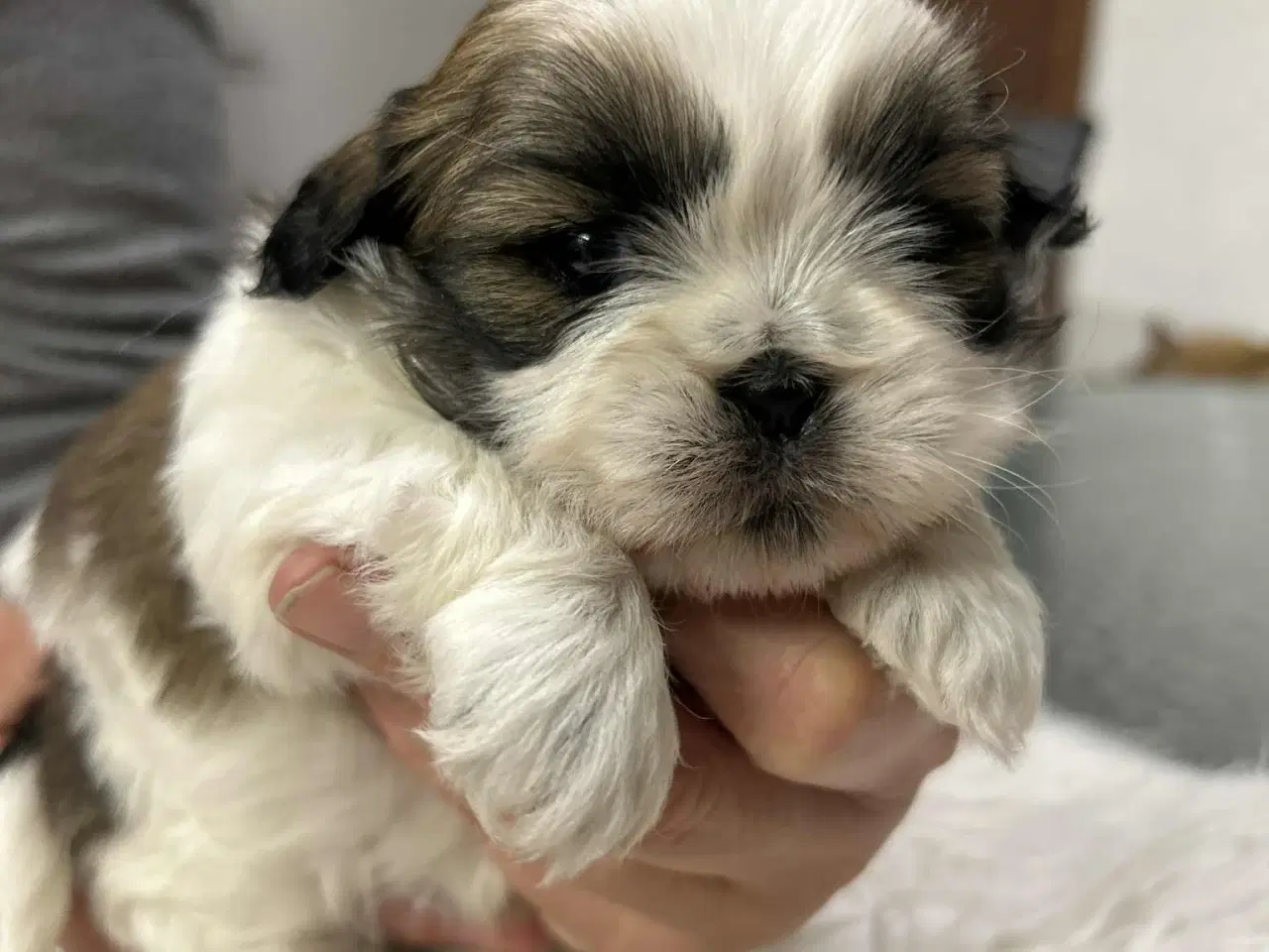 Billede 3 - Shih Tzu hvalpe