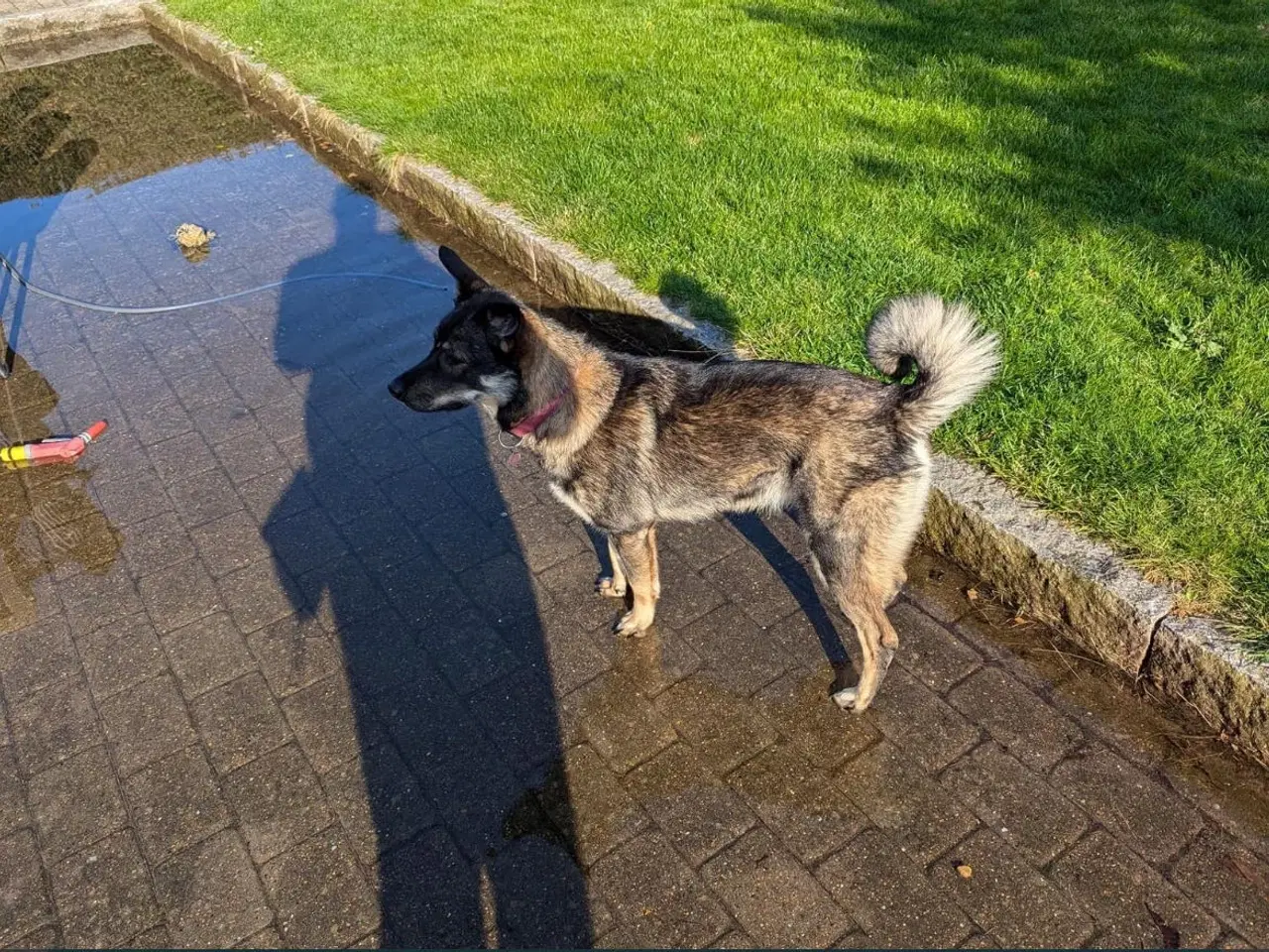 Billede 6 - ⭐️Se her⭐️ Søde Tubs leder efter sit forevige hjem