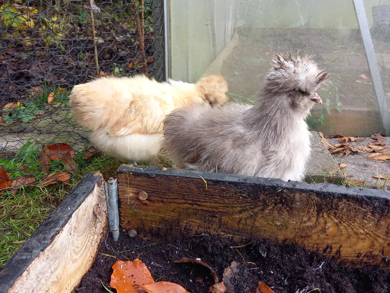 Billede 3 - Us silkehøns