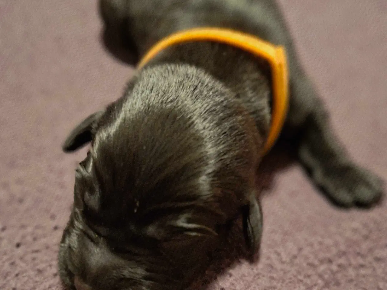 Billede 8 - De lækreste blandingshvalpe