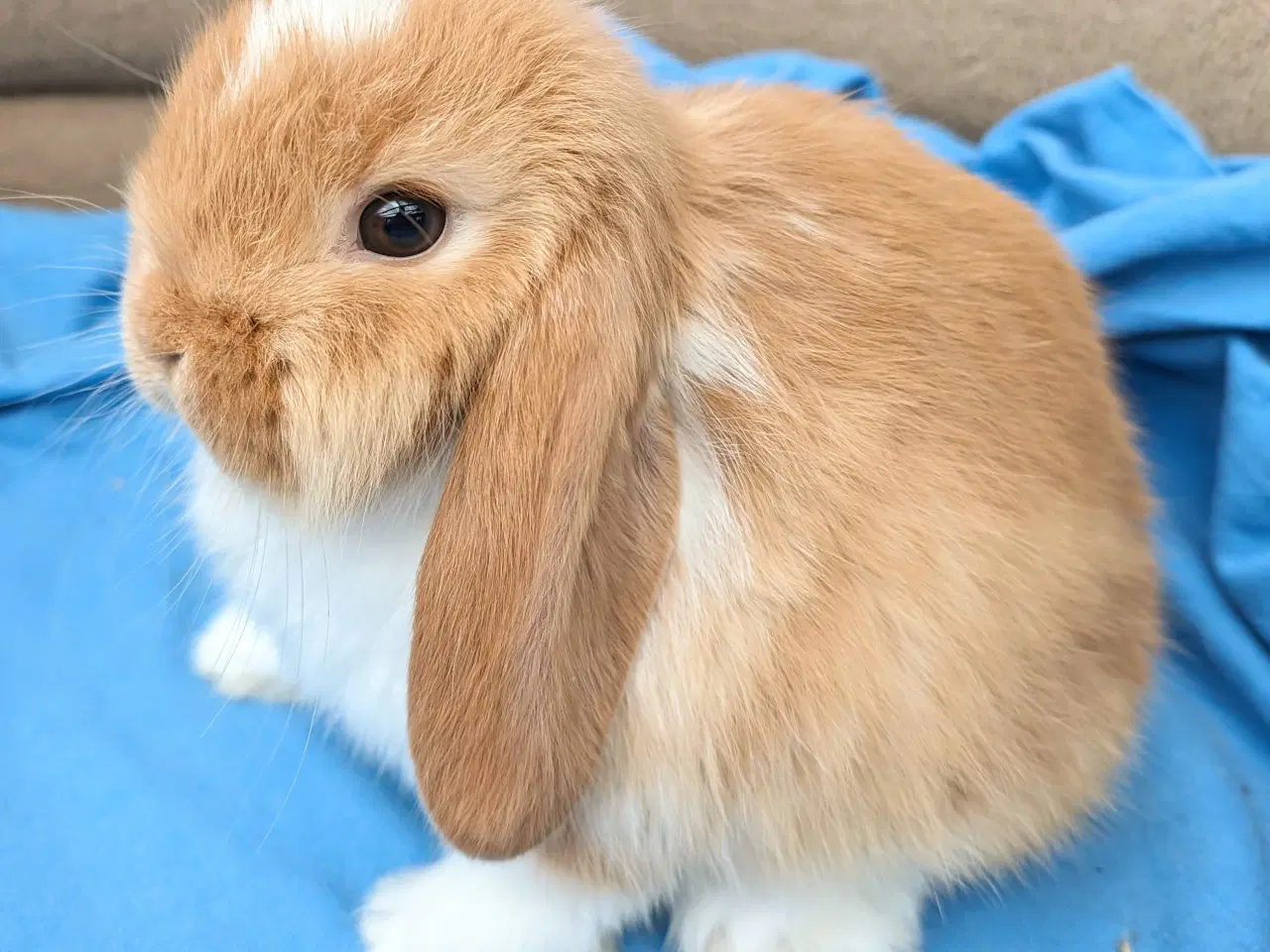 Billede 4 - Minilop kaninunge sælges