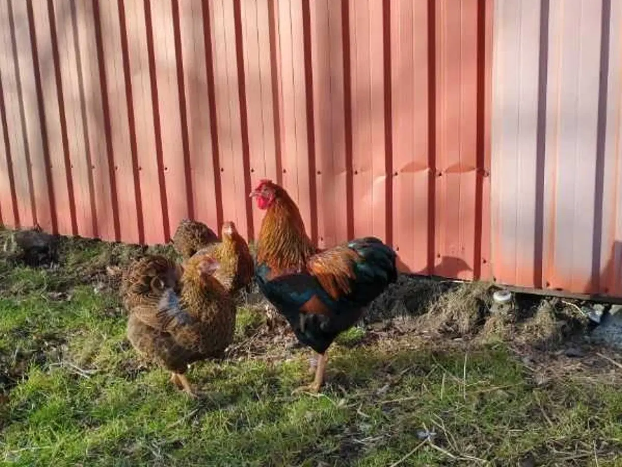 Billede 1 - Dværghøns Agerhønefarvede Wyandot 