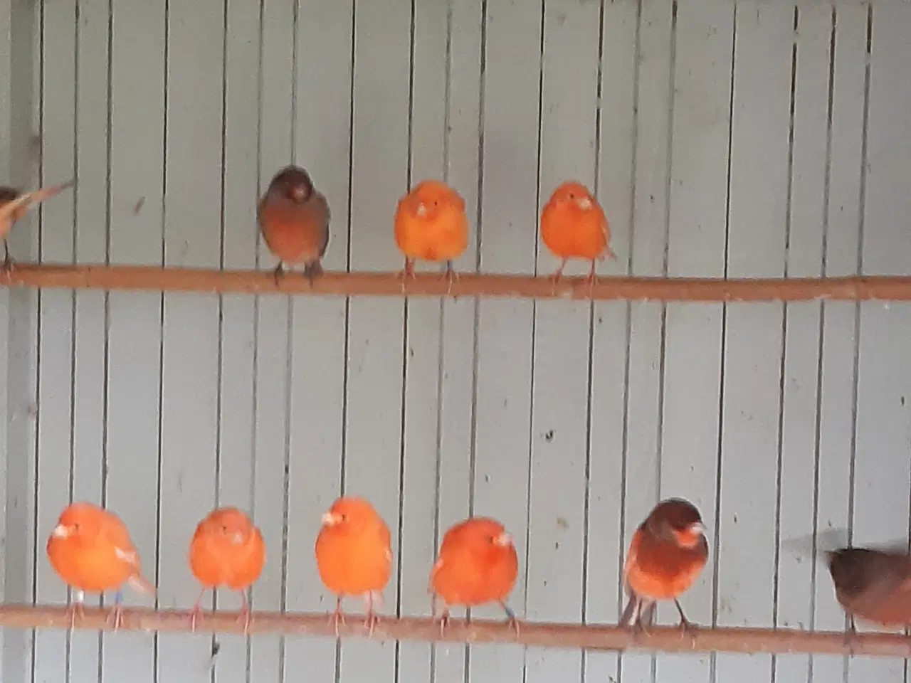 Billede 2 - kanariefugle-, rødorange,- og brogede