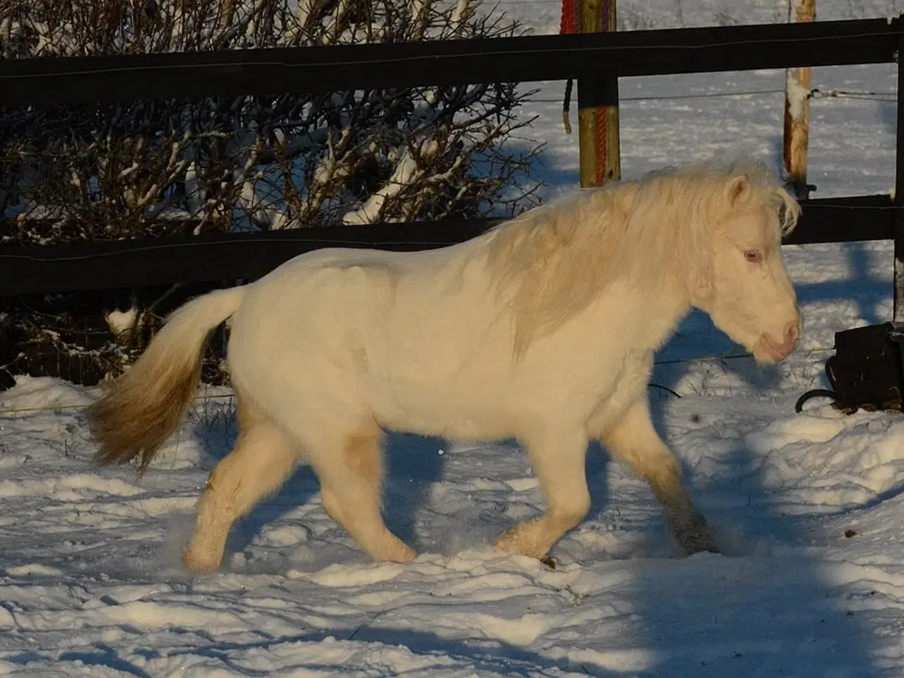 Billede 3 - Mini Shetlænder leases eller byttes i avlssæson 