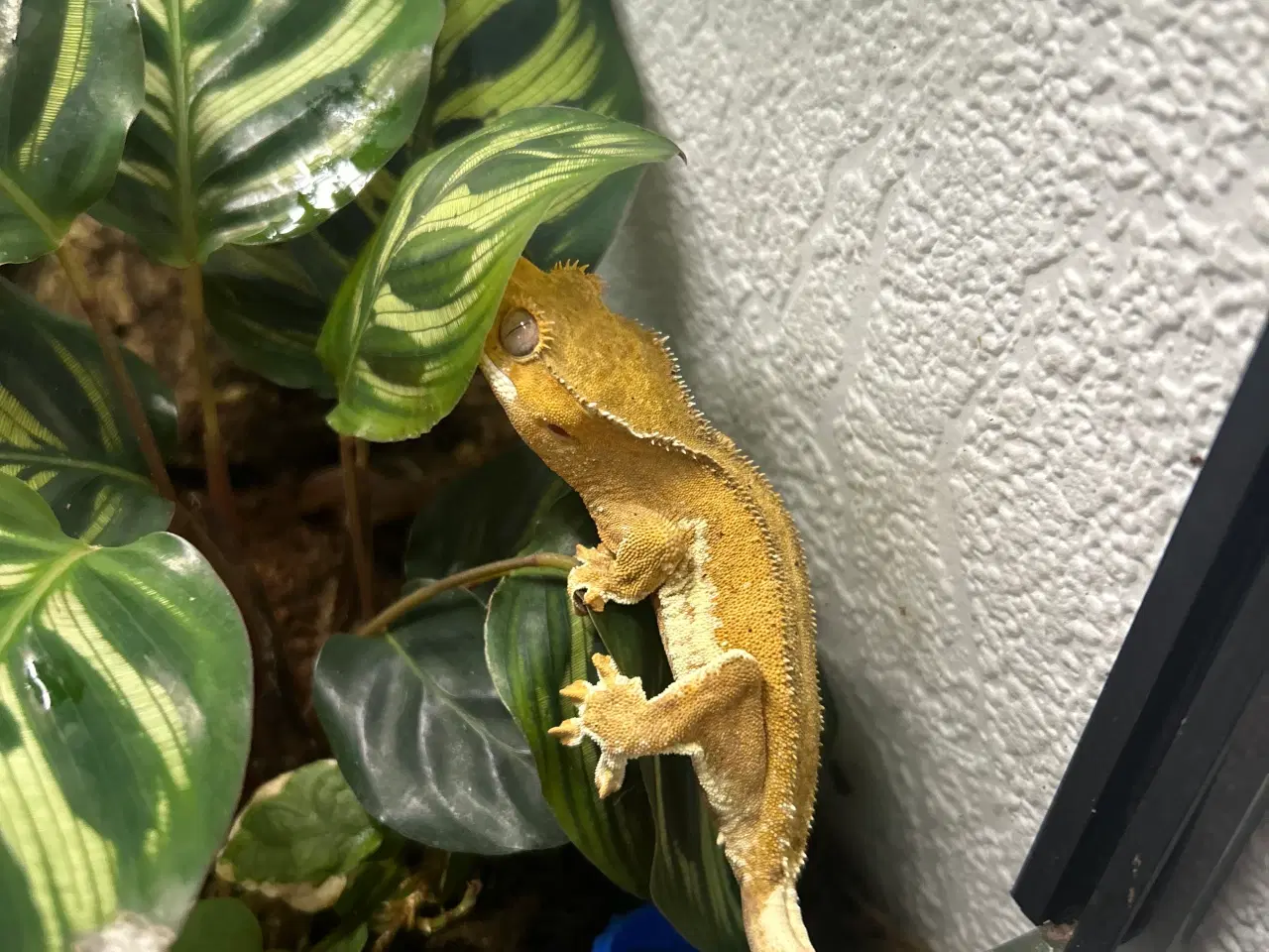 Billede 1 - Kronegekko gul phantom lw