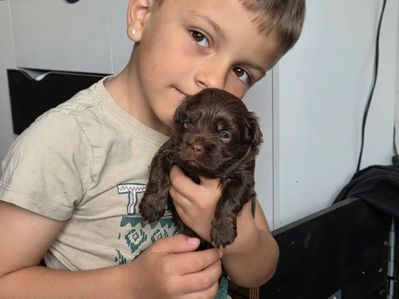 Billede 1 - Bichon havanais hvalpe