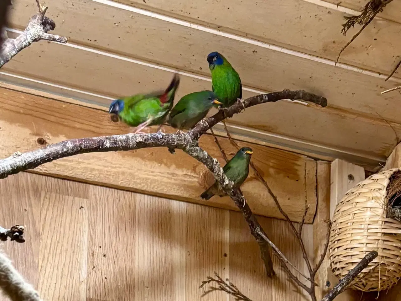 Billede 3 - Småfugle unger