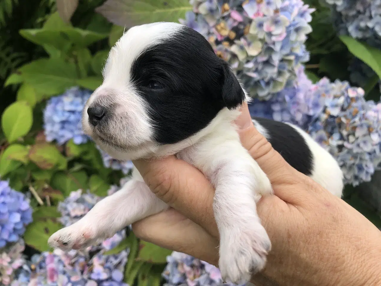 Billede 1 - Lhasa Doodle hvalpe