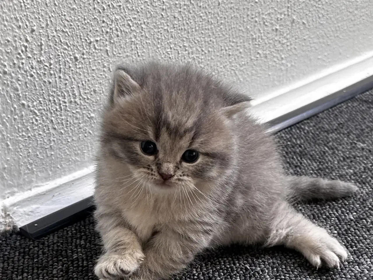 Billede 4 - British shorthair killinger søger hjem