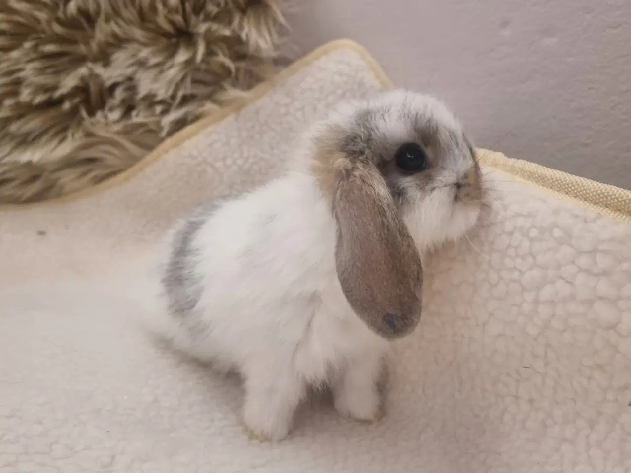 Billede 3 - Mini lop dværgkanin unger