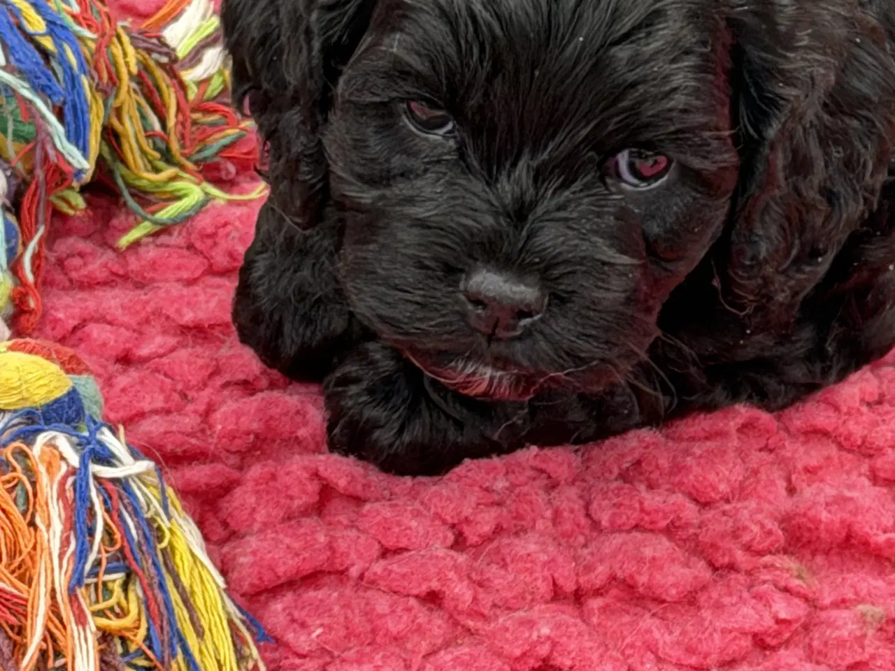 Billede 5 - 2 smukke Cockapoo 