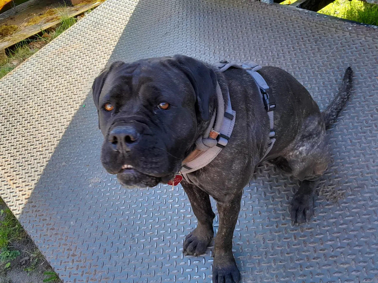 Billede 2 - Cane Corso Hvalpe Sælges. Læs helle teksten. 