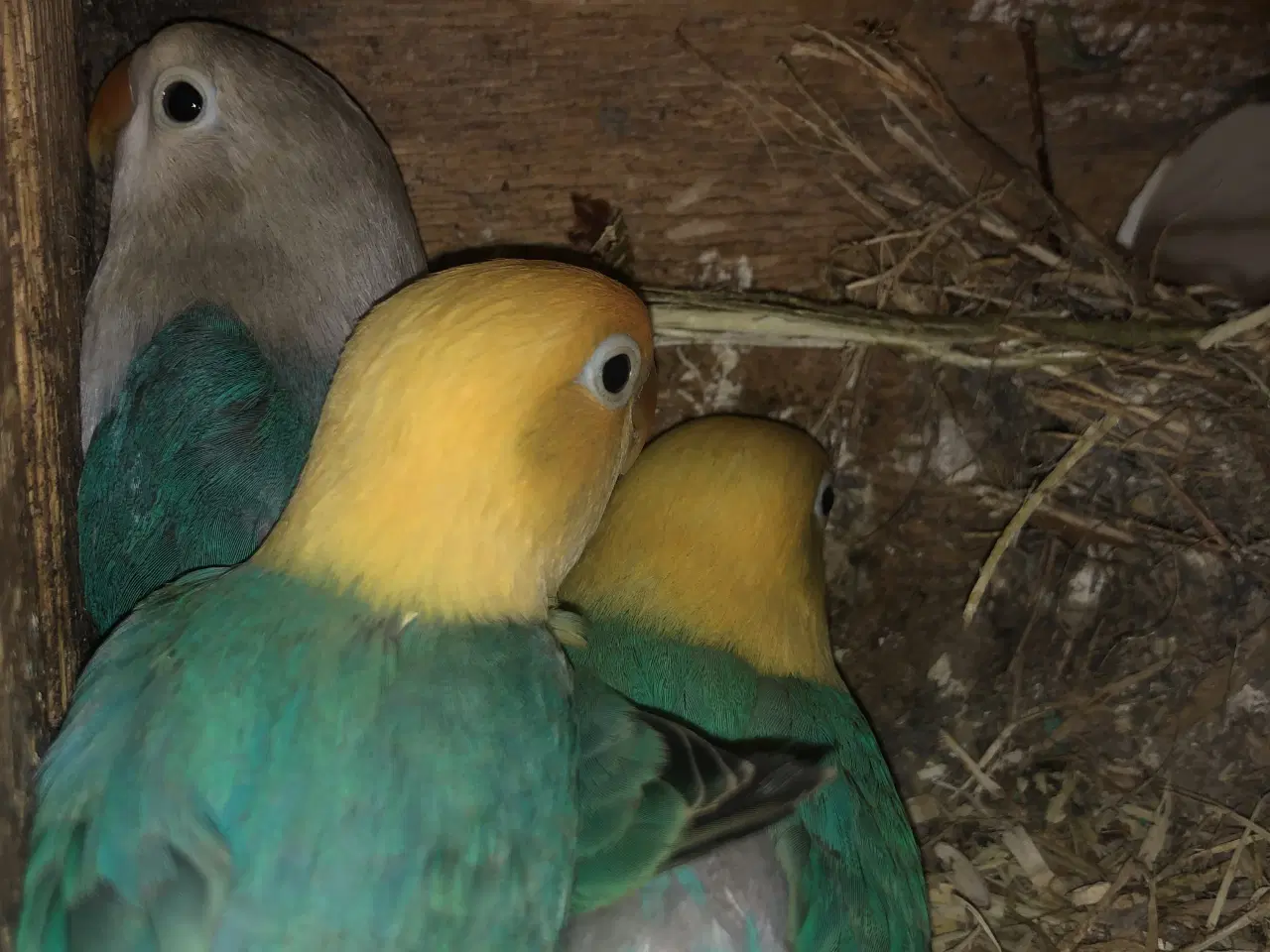 Billede 1 - Unger til restopmading