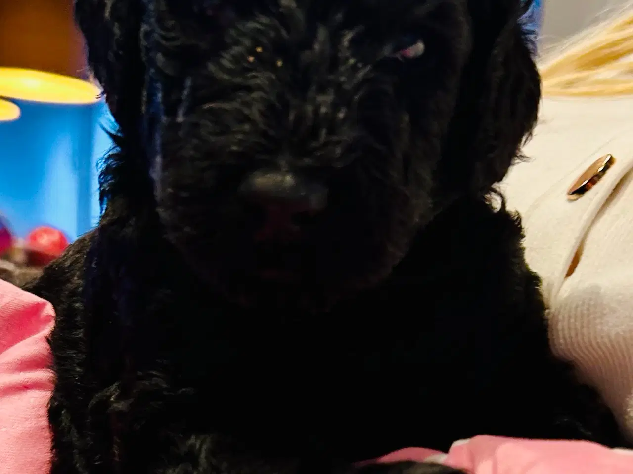 Billede 5 - Skønne stor pudel 🐩 sorte🤩😍