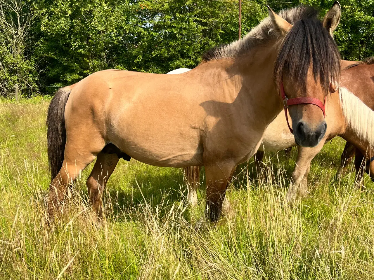 Billede 2 - 2 og 3 års plage