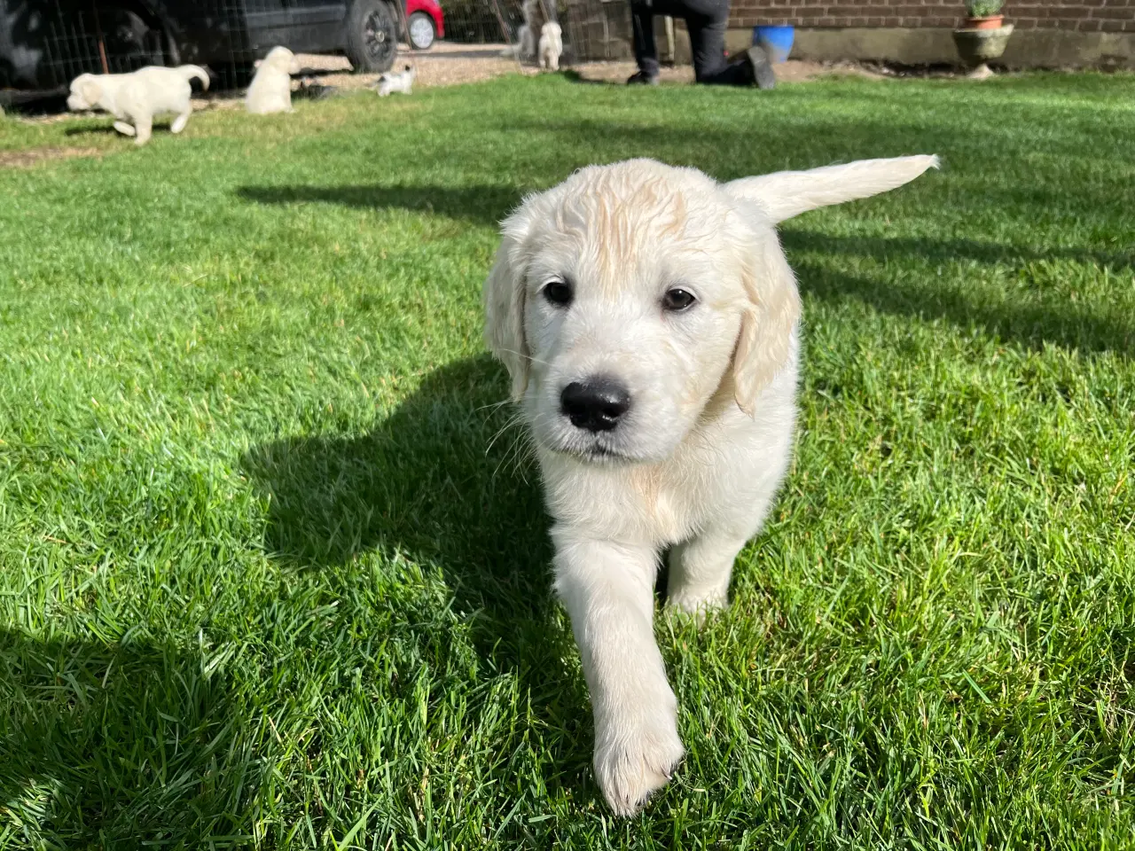Billede 5 - Golden retriever hvalpe sælges