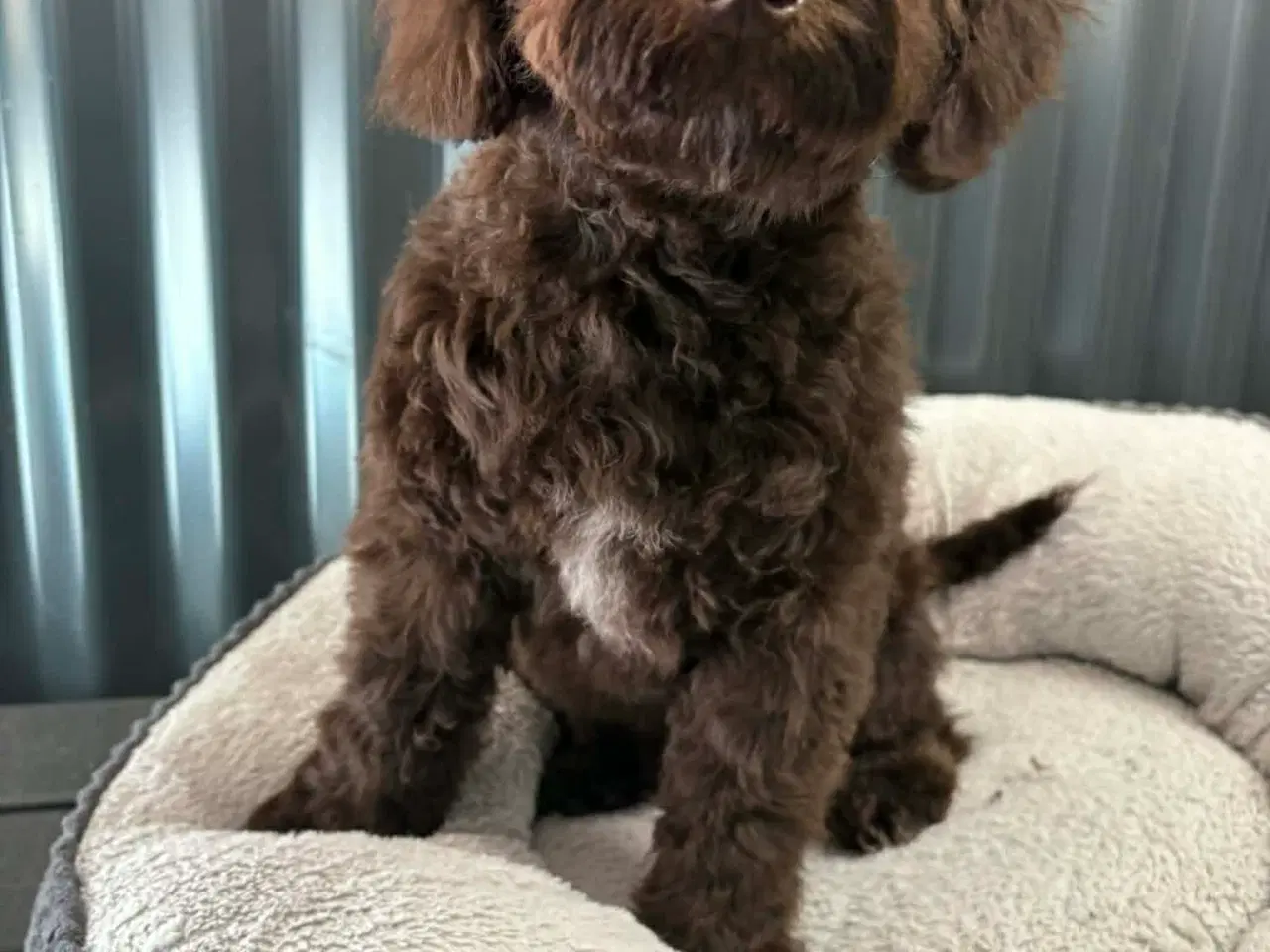 Billede 2 - 🐾 Ossi – skøn labradoodle hvalp søger kærligt hje