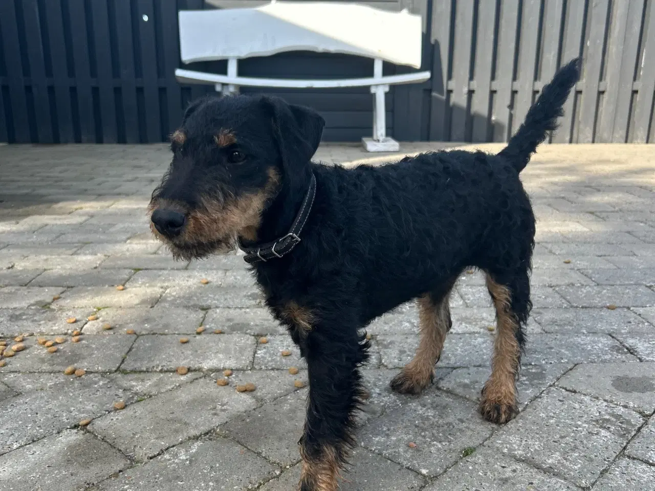 Billede 2 - Tysk jagtterrier hanhvalp