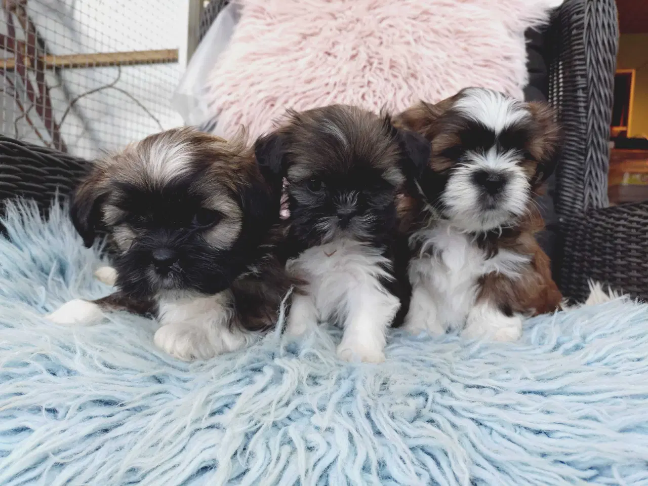 Billede 8 - Lhasa apso hvalpe med stambog