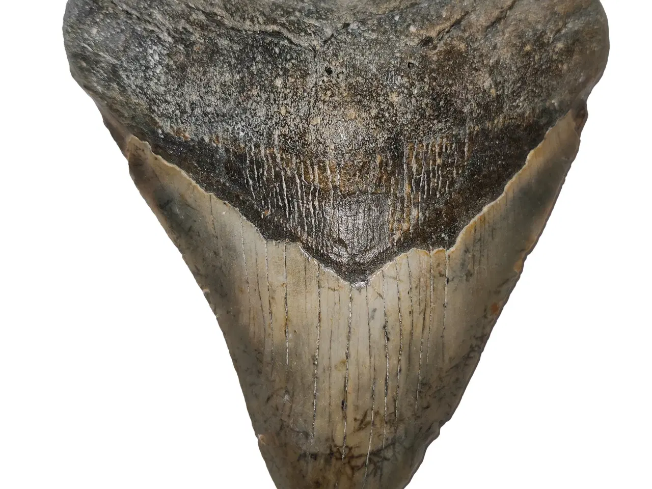 Billede 1 - Megalodon tand 12,6 cm