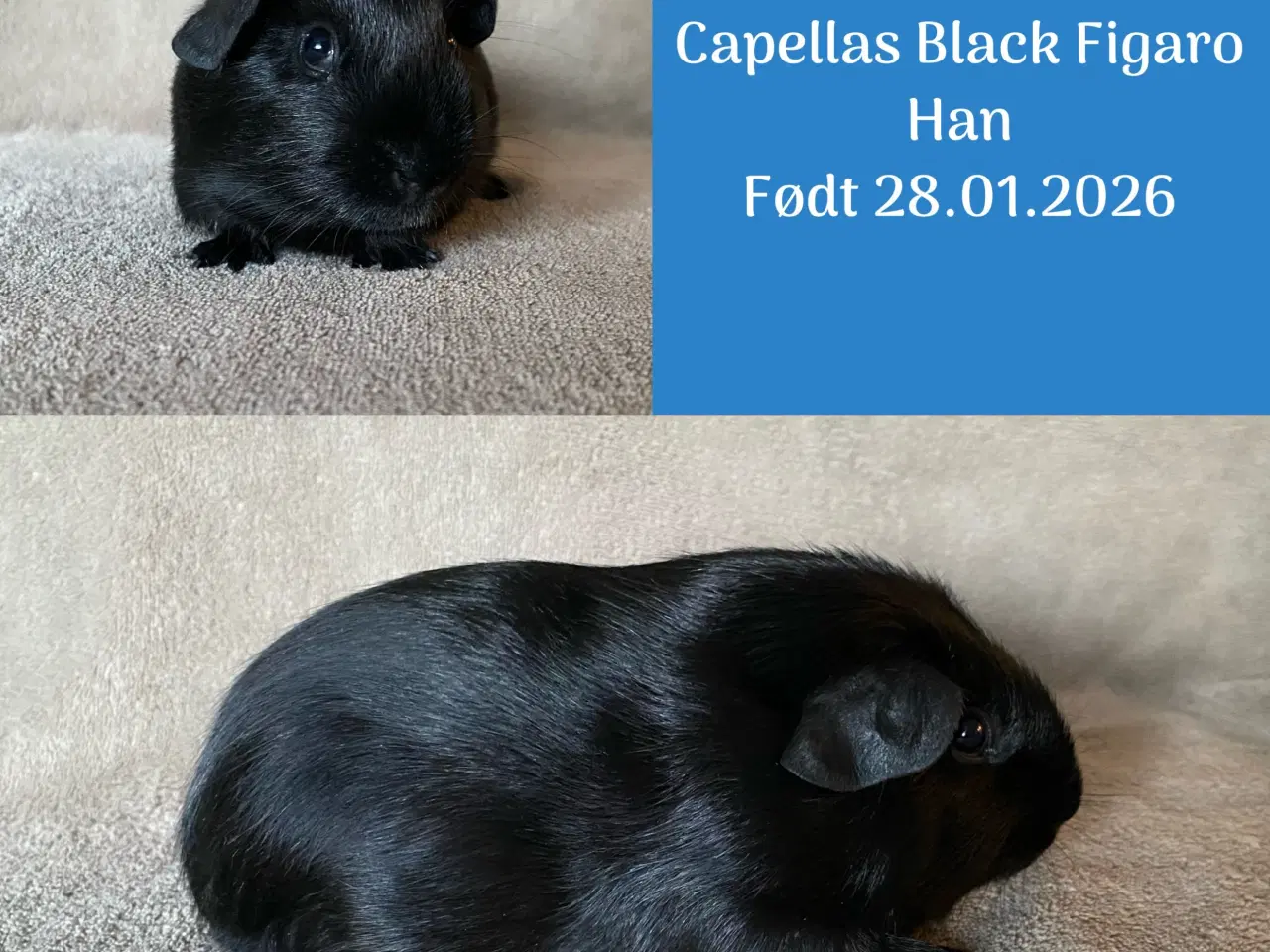 Billede 1 - Marsvin 8 uger