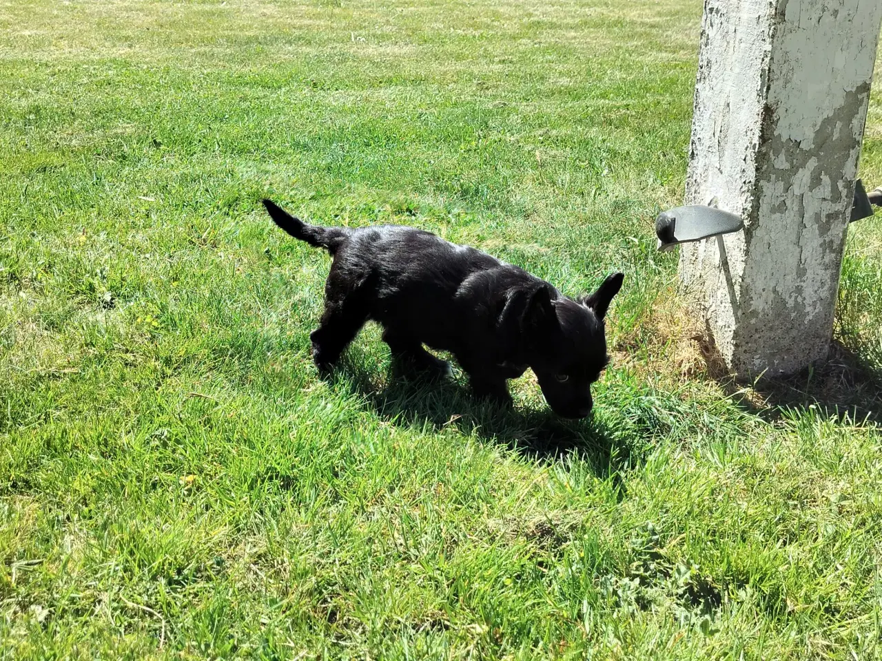 Billede 7 - Chinese crested/powder puff drenge med DKK stambog