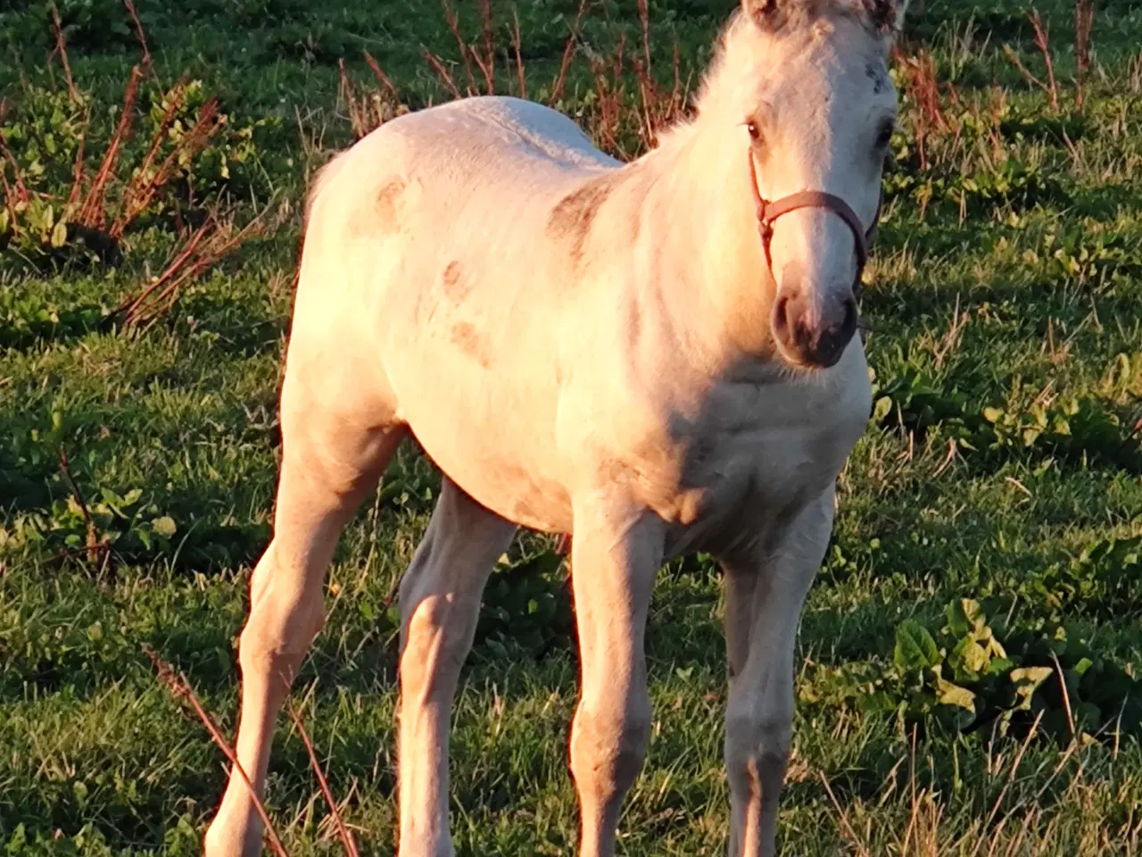 Billede 3 - Palomino hingsteføl 