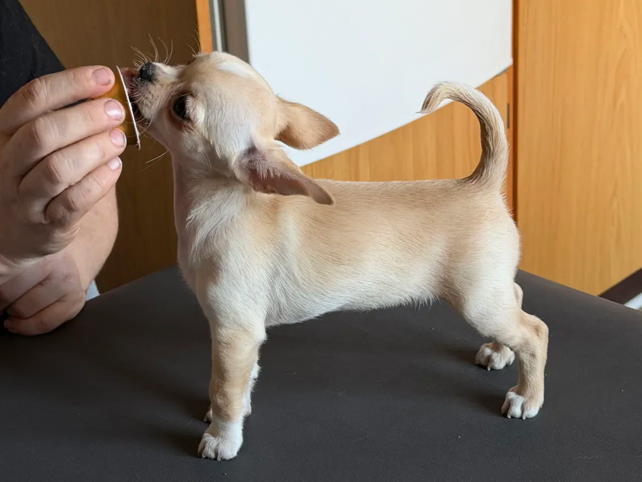 Billede 1 - 9 uger skøn tæve