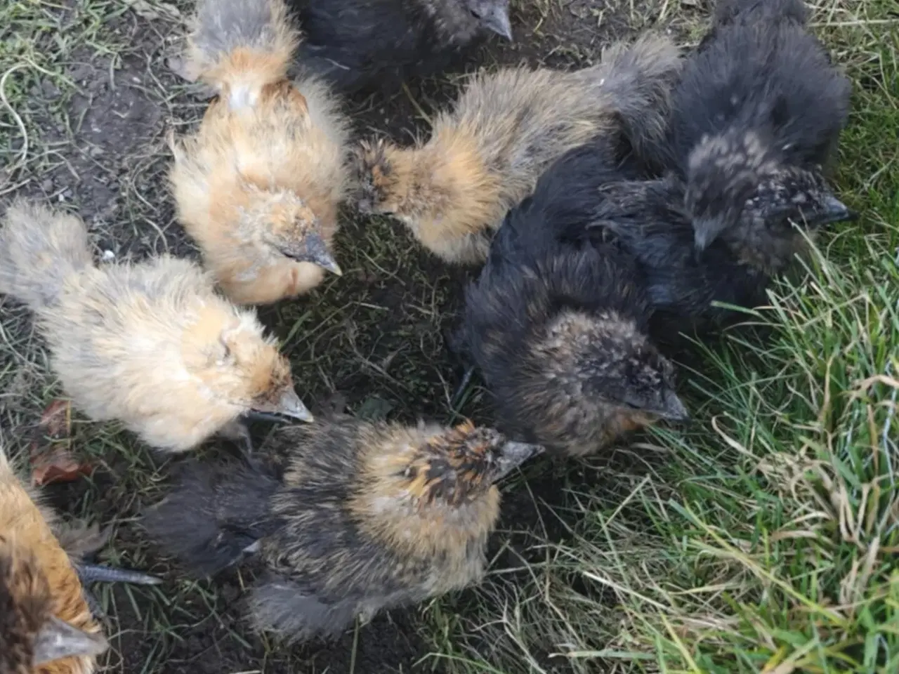 Billede 4 - Dværgsilke