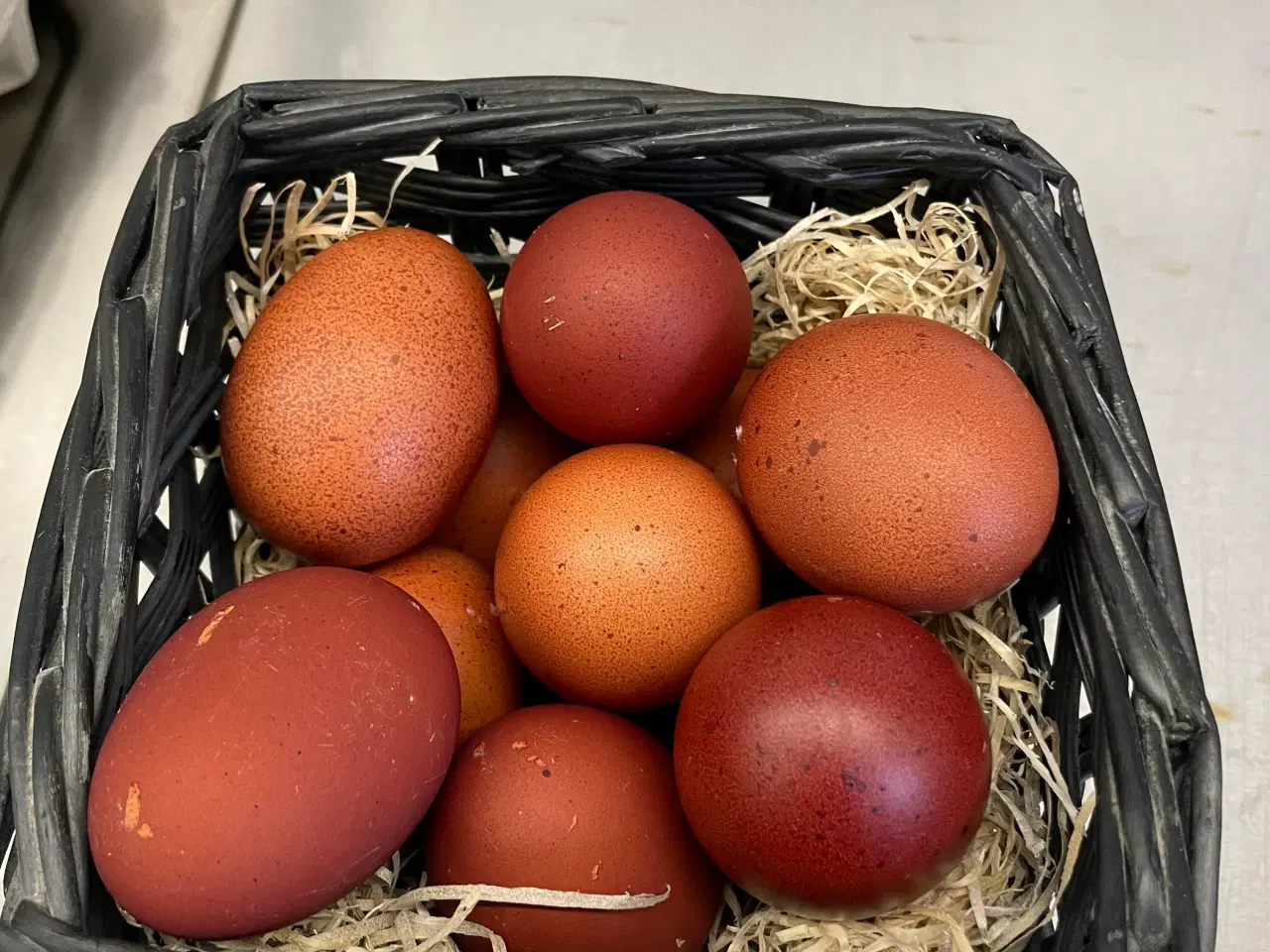 Billede 2 - Sort kobber Maran rugeæg 