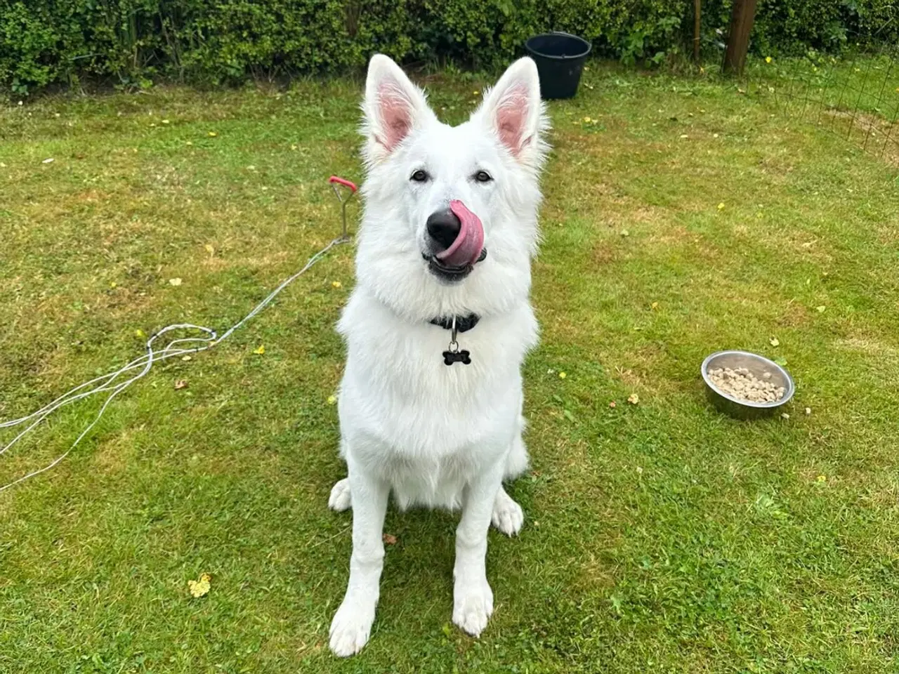 Billede 2 - Hvid Schweizisk Hyrdehund 