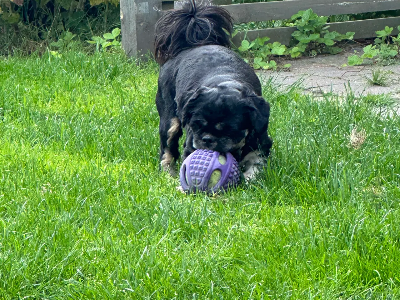 Billede 8 - lhasa apso/shih tzu