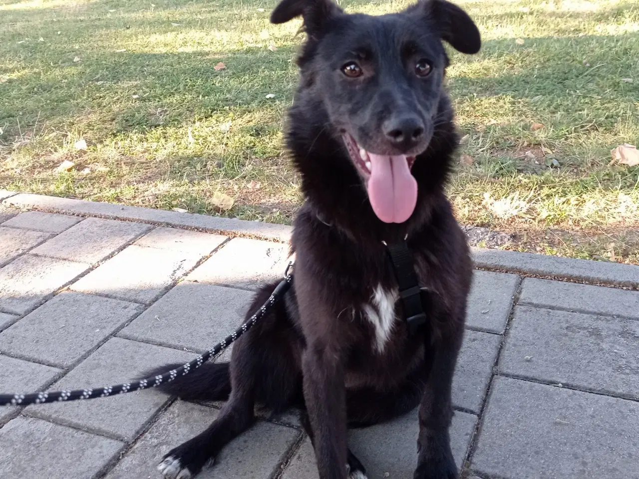 Billede 12 - Negra - super glad lille kærlig pige