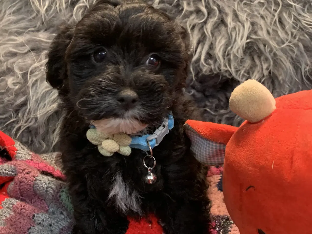 Billede 8 - Små fine Maltipoo babyer er rejseklar nu . 