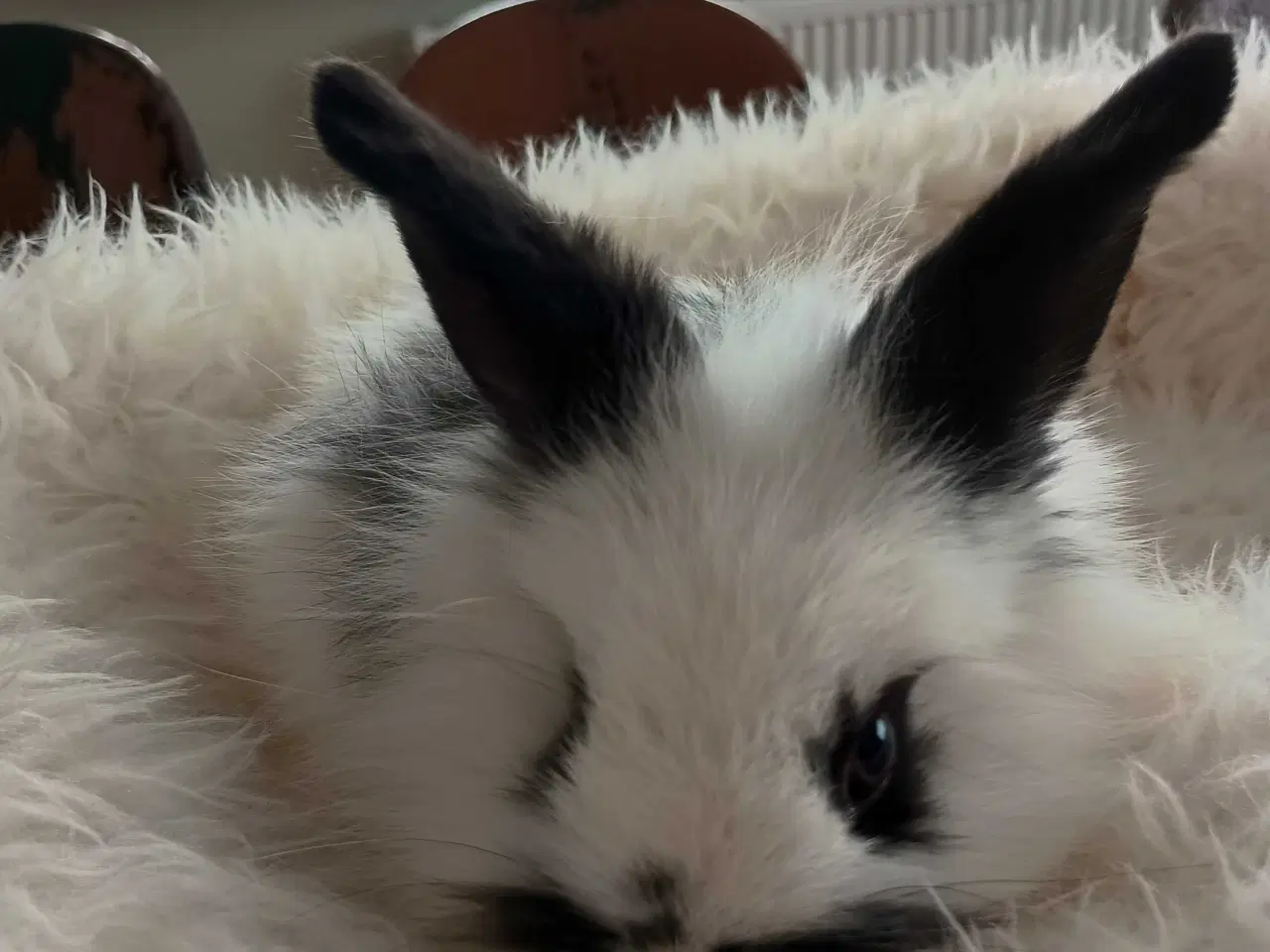 Billede 7 - Klar nu kanin unger