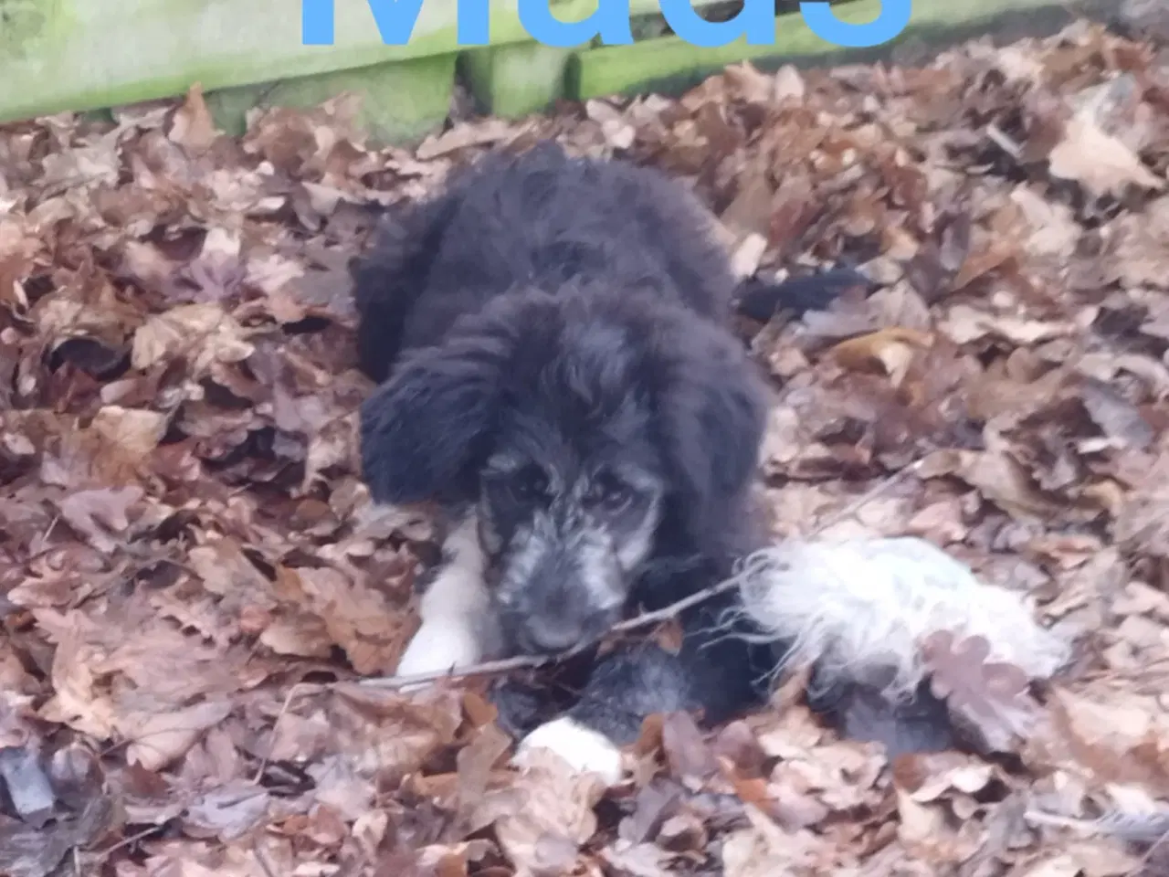 Billede 2 - Bordoodle (Border Collie & Poodle Mix):