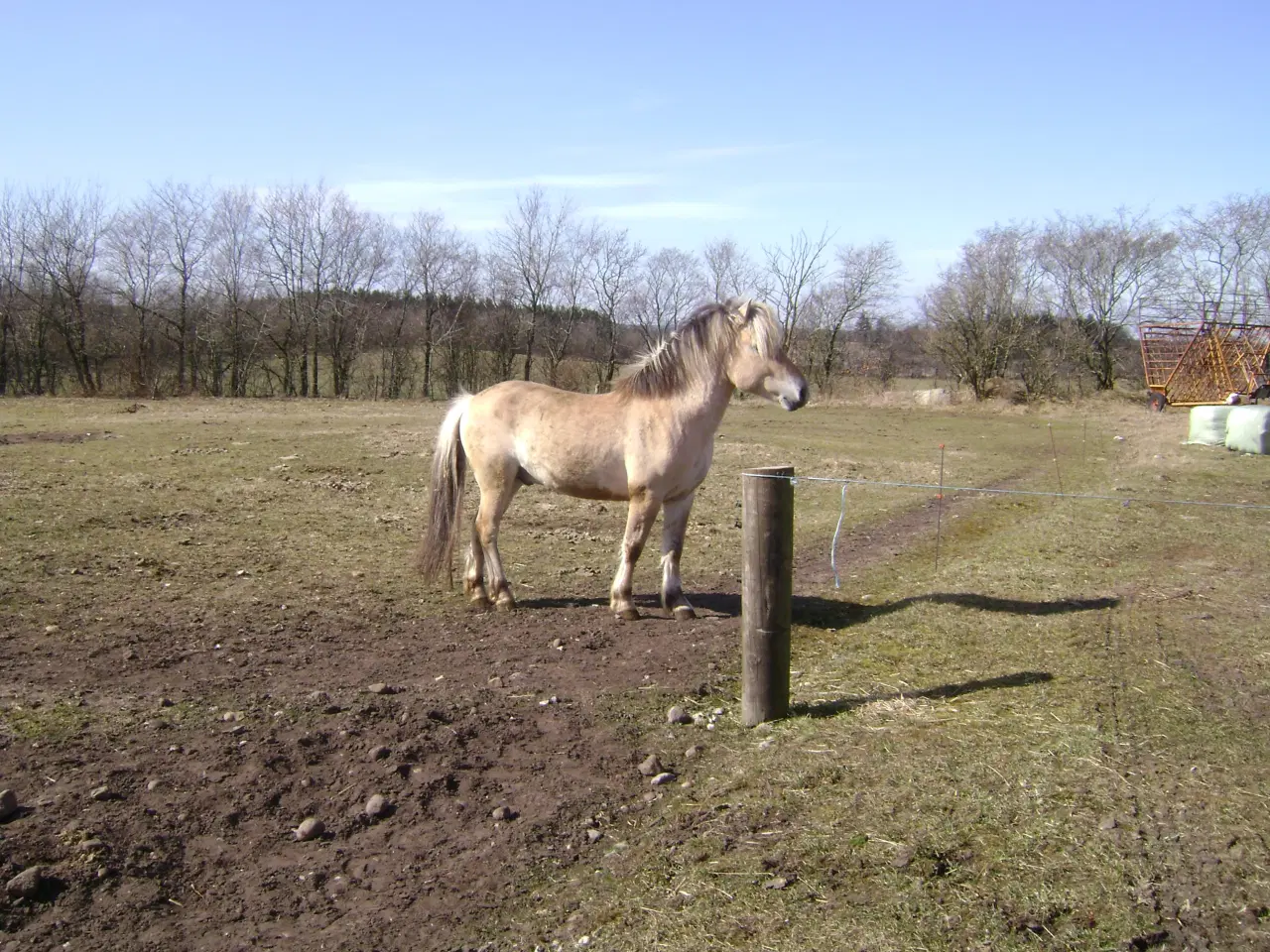 Billede 2 - fjordhest hingst