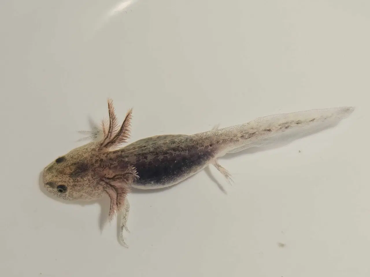 Billede 2 - Axolotl unger