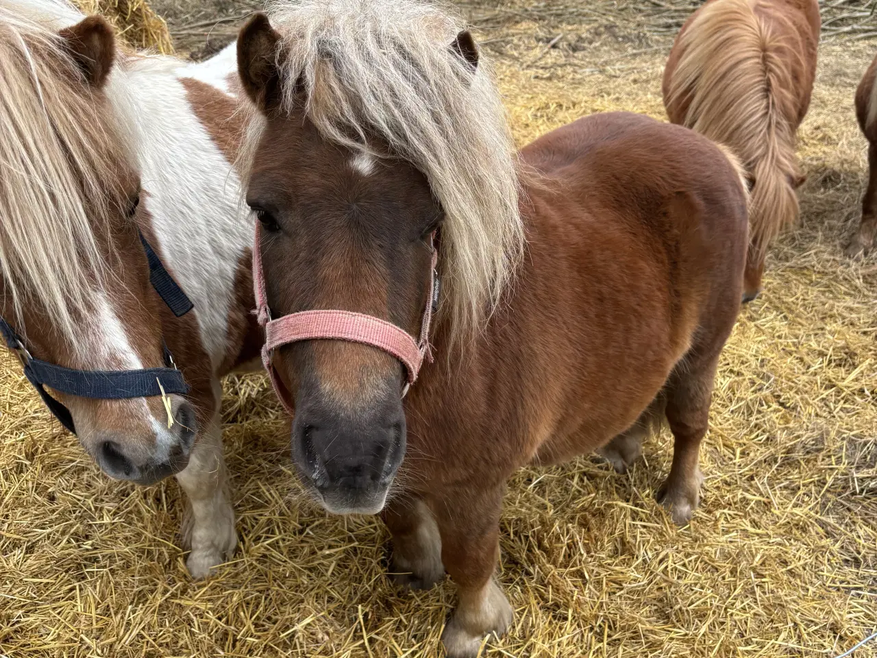 Billede 1 - Charmerende og avlssikker shetlænderhingst