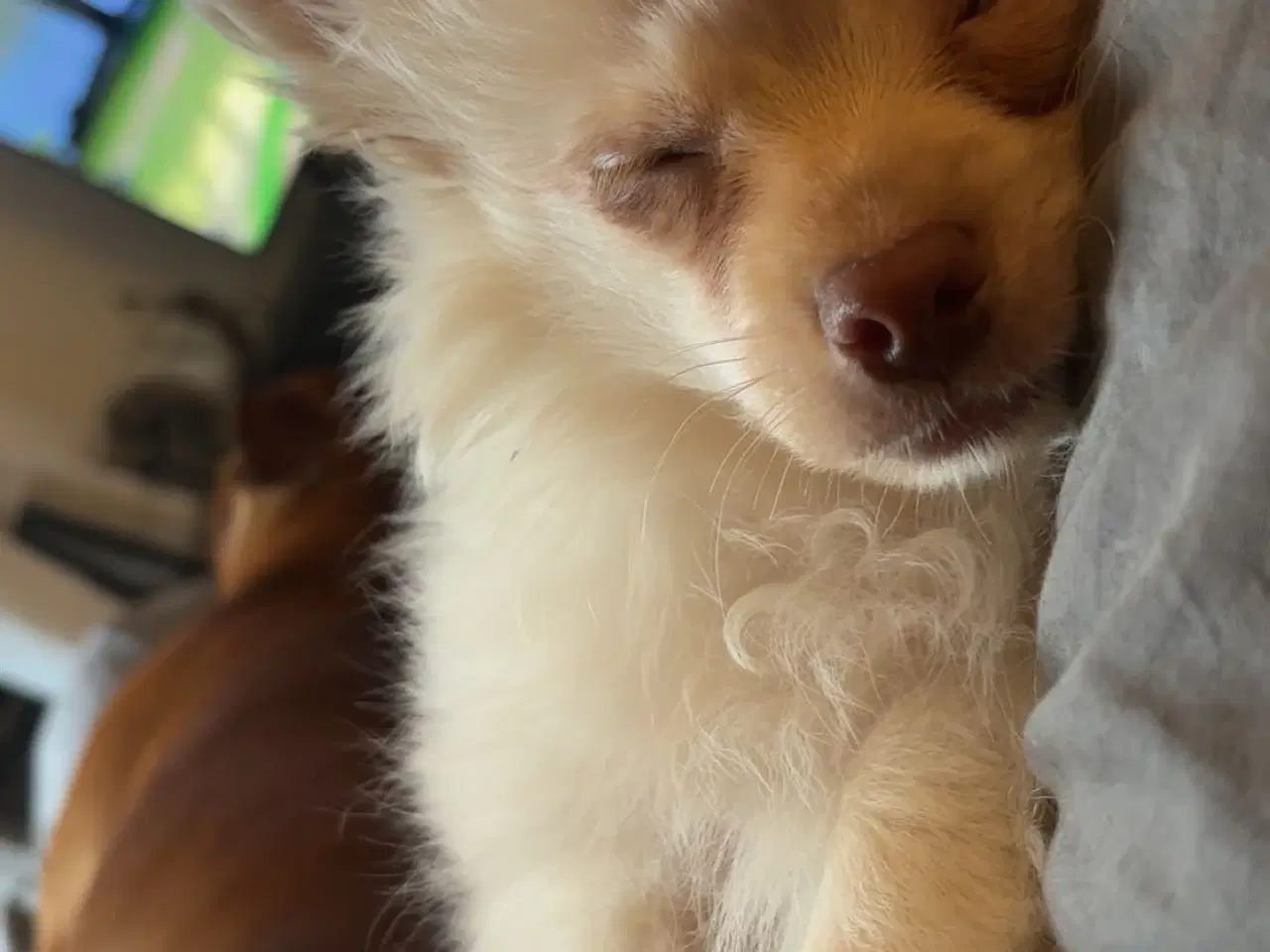 Billede 2 - Lang håret chihuahua 