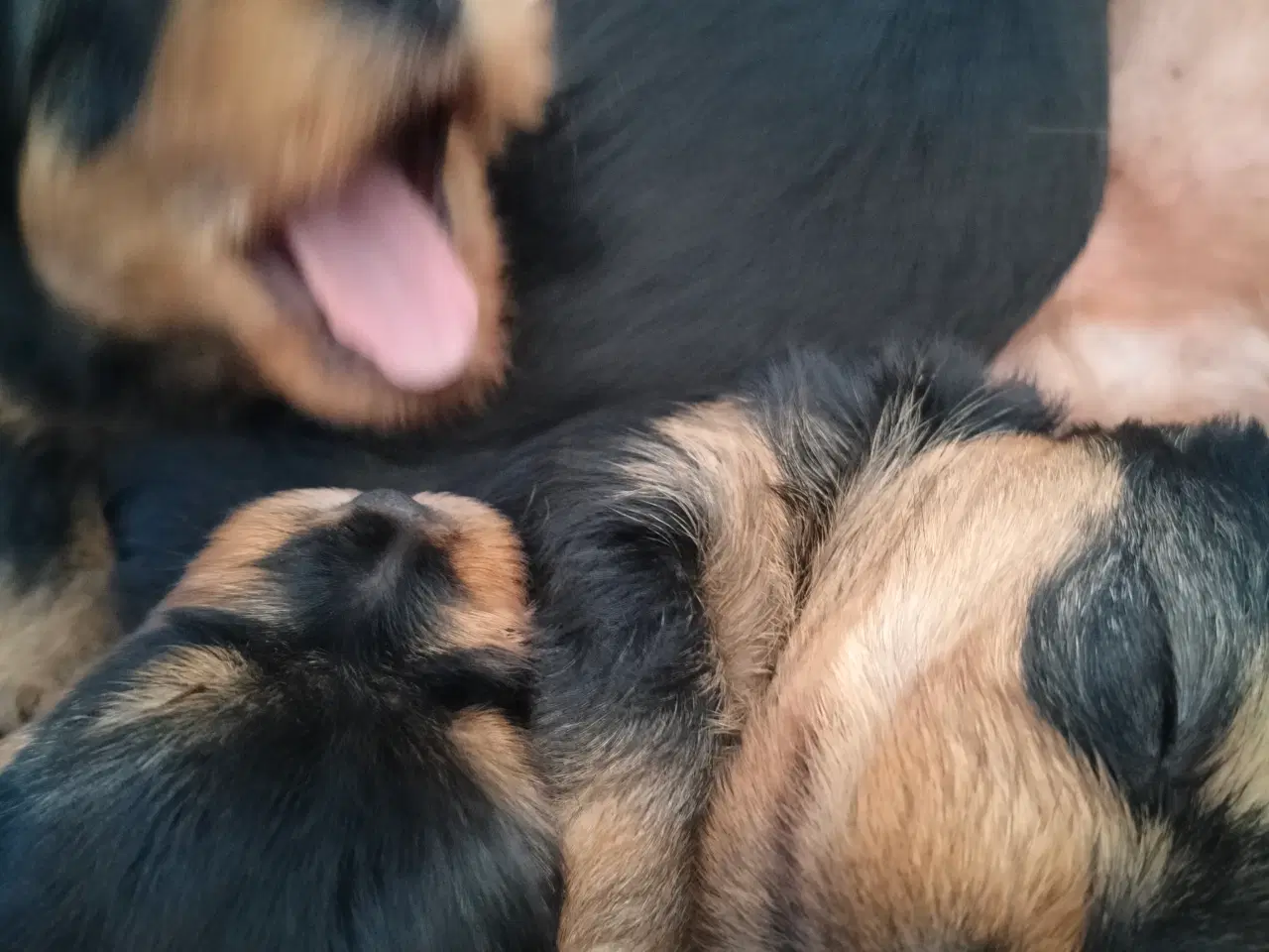 Billede 2 - York terrier 