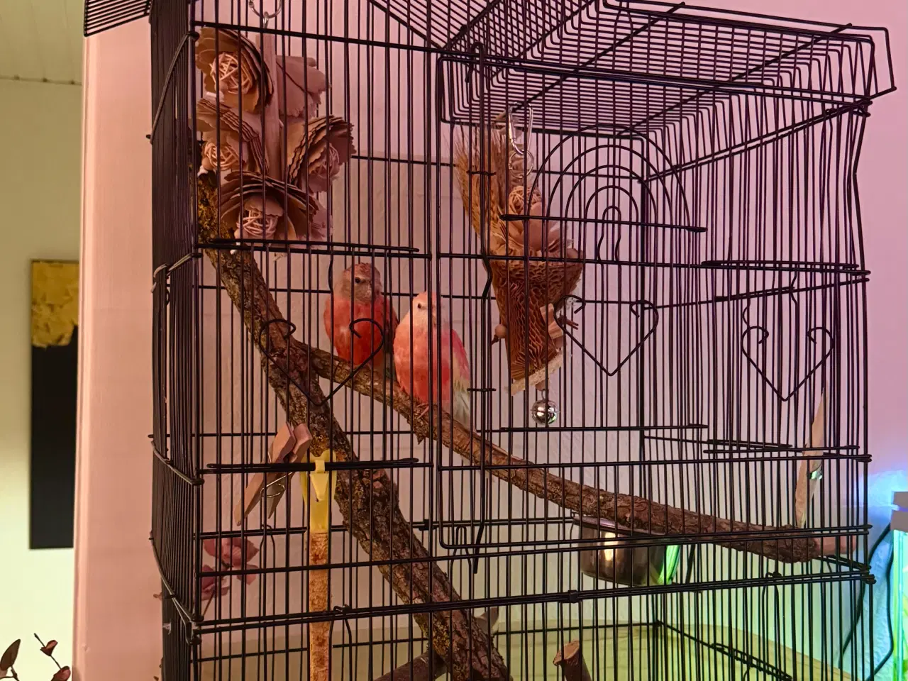 Billede 2 - Rose Bourkes Parakitter inkl. bur, mad og tilbehør
