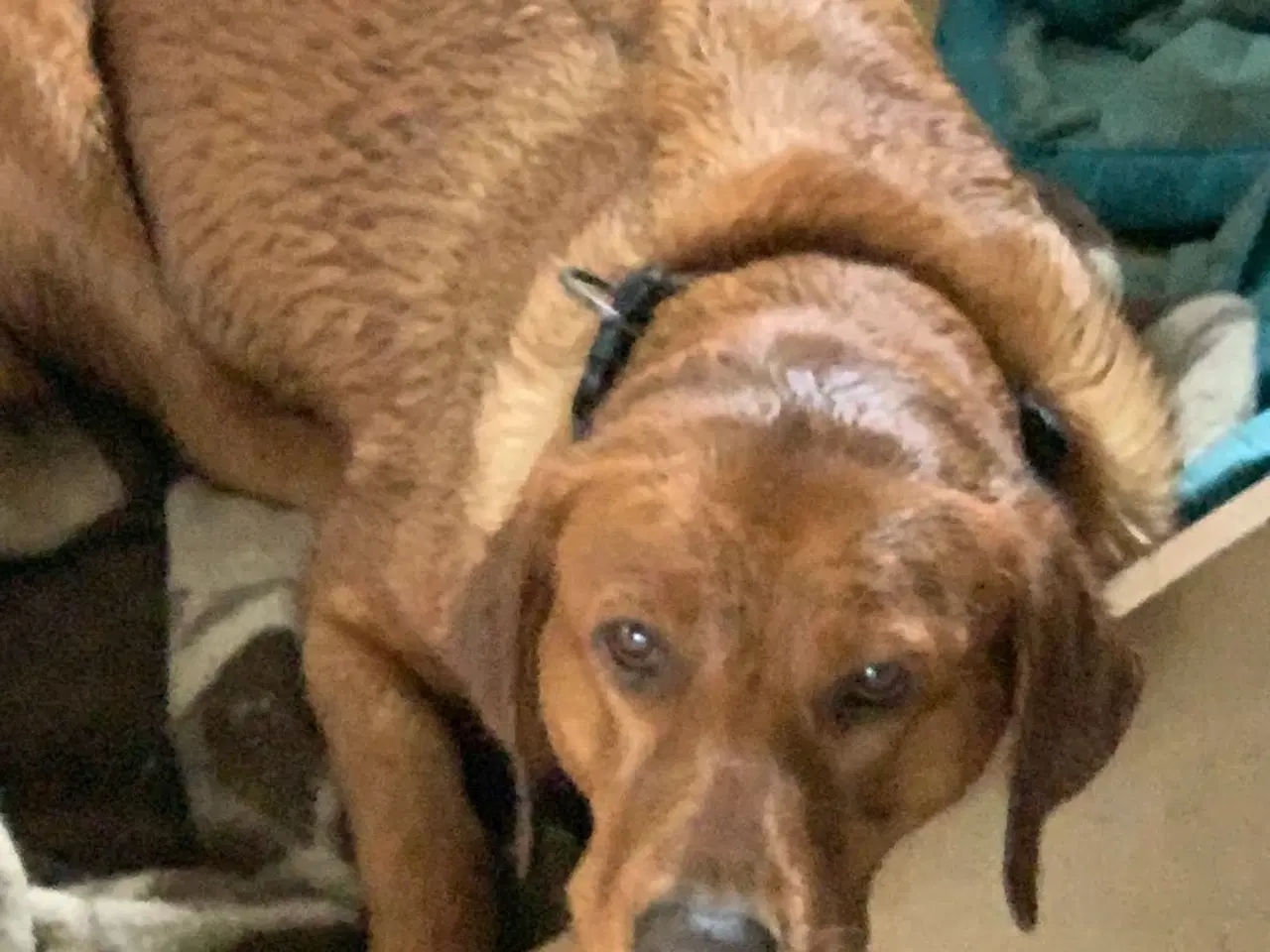 Billede 7 - Røde labrador hvalpe