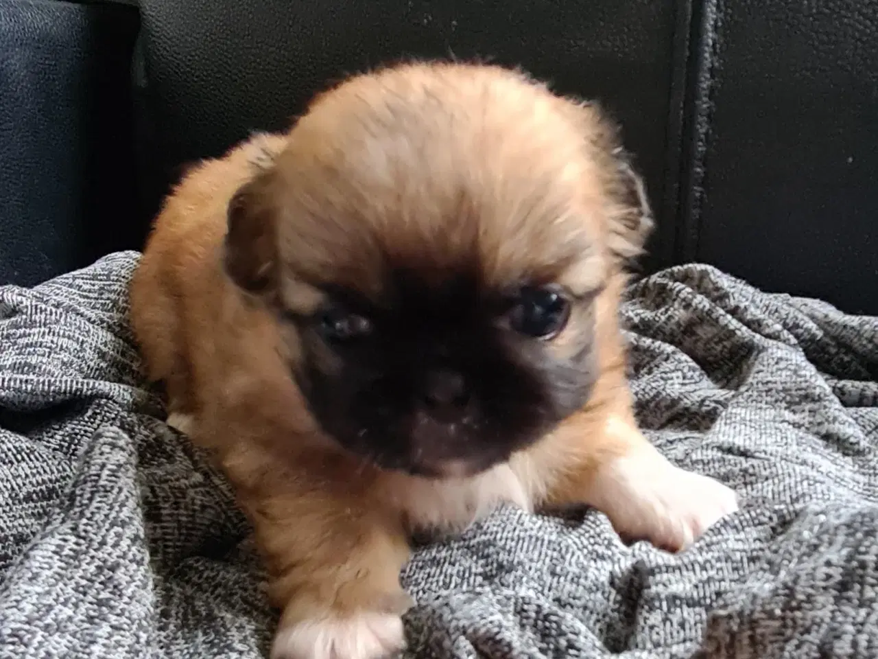 Billede 7 - Pekingeser piger