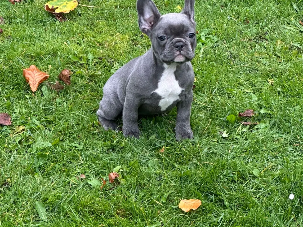 Billede 13 - Fransk bulldog brindle/ blå