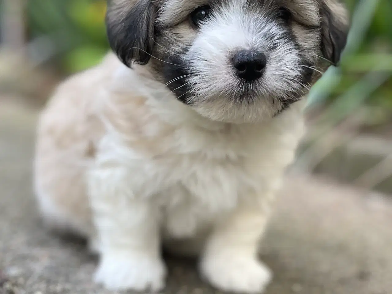 Billede 1 - Ægte coton de tulear hvalpe