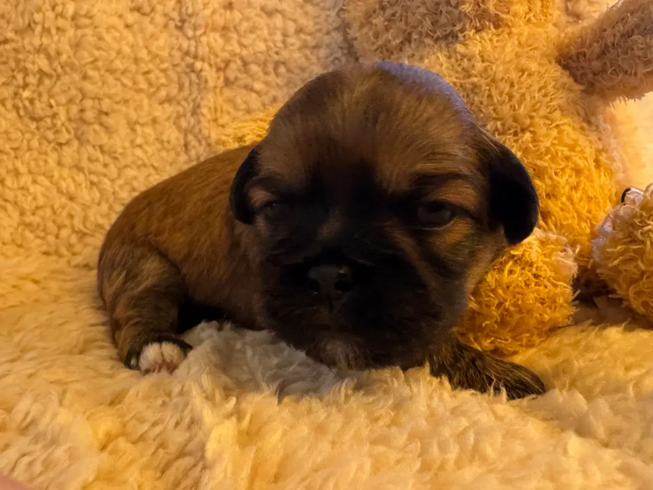 Billede 2 - Lhasa Apso hvalpe med DKK plus